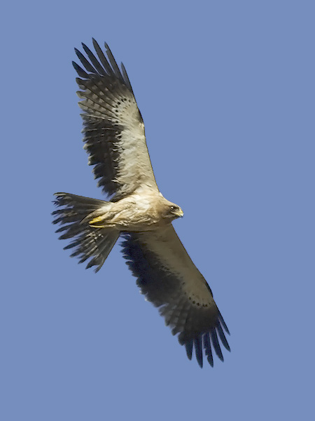 Pikkukotka, Booted Eagle, Aquila pennata